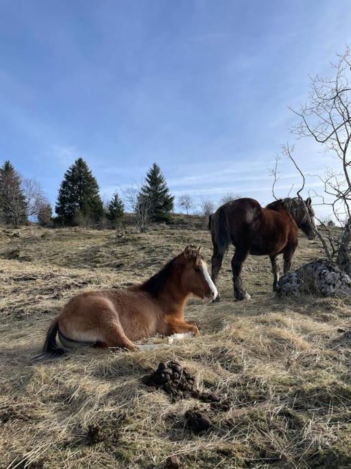 Chic & Champetre Au Coeur Du Haut-Jura Lamoura Dış mekan fotoğraf